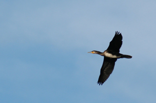 https://cdnfiles1.biolovision.net/franche-comte.lpo.fr/userfiles/images/Grand_cormoran2_Anne-Cecile_Normand.JPG