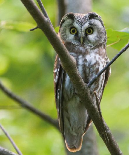 Groupes Locaux Franche Comte Lpo Fr