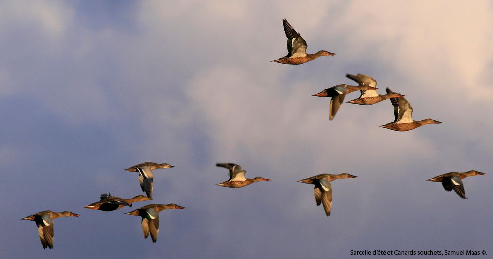 https://cdnfiles1.biolovision.net/franche-comte.lpo.fr/userfiles/observer/Wetlands/Canardsenvol.jpg