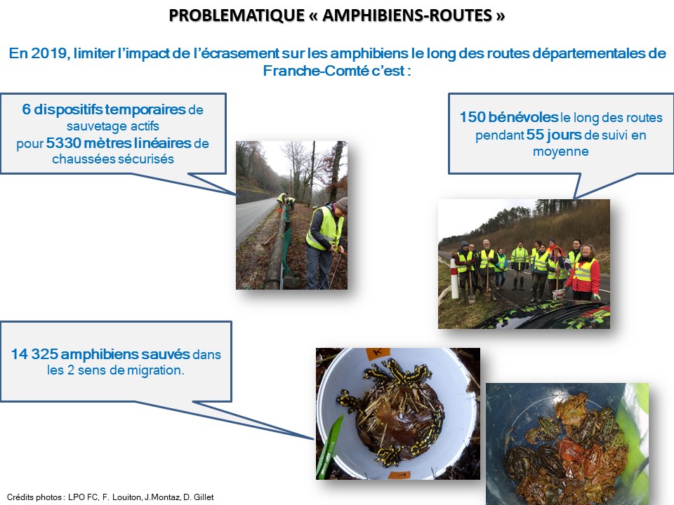 https://cdnfiles1.biolovision.net/franche-comte.lpo.fr/userfiles/proteger/AmphibiensRoutes/Bilan2019actionssauvetagerteamphFCVDec2019.jpg