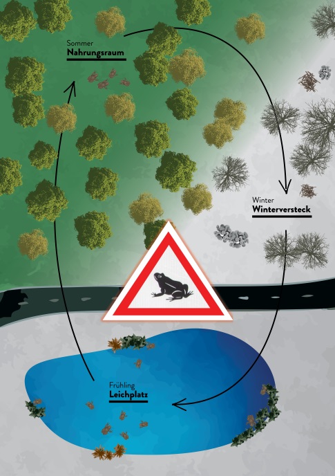 https://cdnfiles1.biolovision.net/franche-comte.lpo.fr/userfiles/proteger/AmphibiensRoutes/SchmaTypeMigrationamphibiensKARCH.jpg