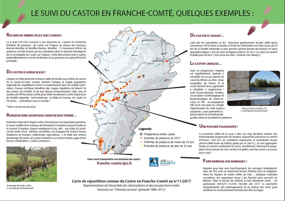 https://cdnfiles1.biolovision.net/franche-comte.lpo.fr/userfiles/proteger/Castor/P2feuillesaule.jpg