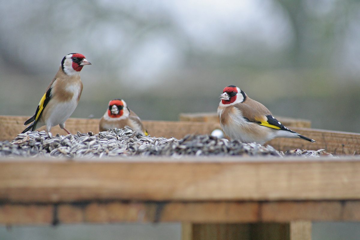 Oiseaux Et Crépuscule Sur Le Doubs Sites Natura 2000