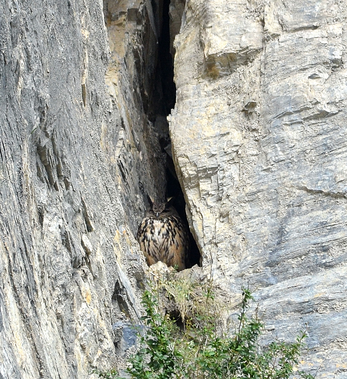 https://cdnfiles1.biolovision.net/gdj.nosoiseaux.ch/userfiles/DSC2899.JPG