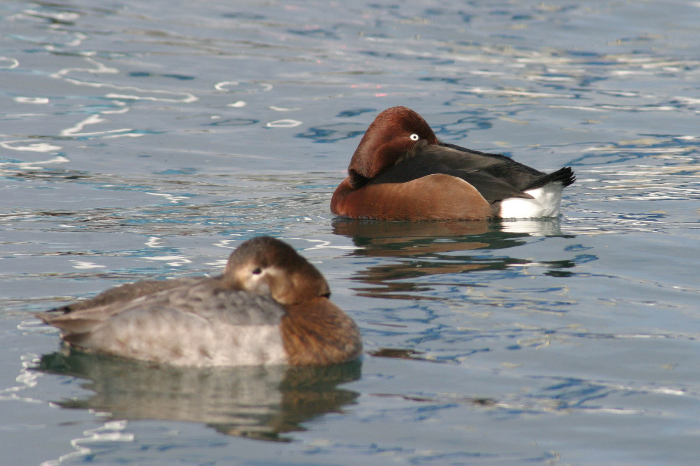 https://cdnfiles1.biolovision.net/gdj.nosoiseaux.ch/userfiles/IMG0141.jpg