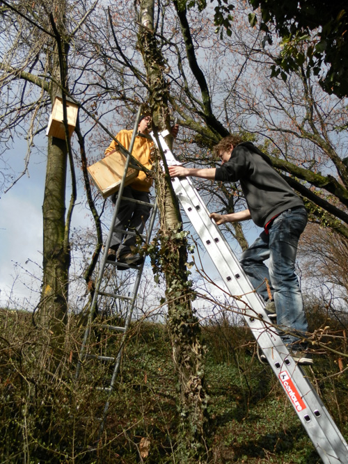 https://cdnfiles1.biolovision.net/gdj.nosoiseaux.ch/userfiles/huppenichoirs.jpg