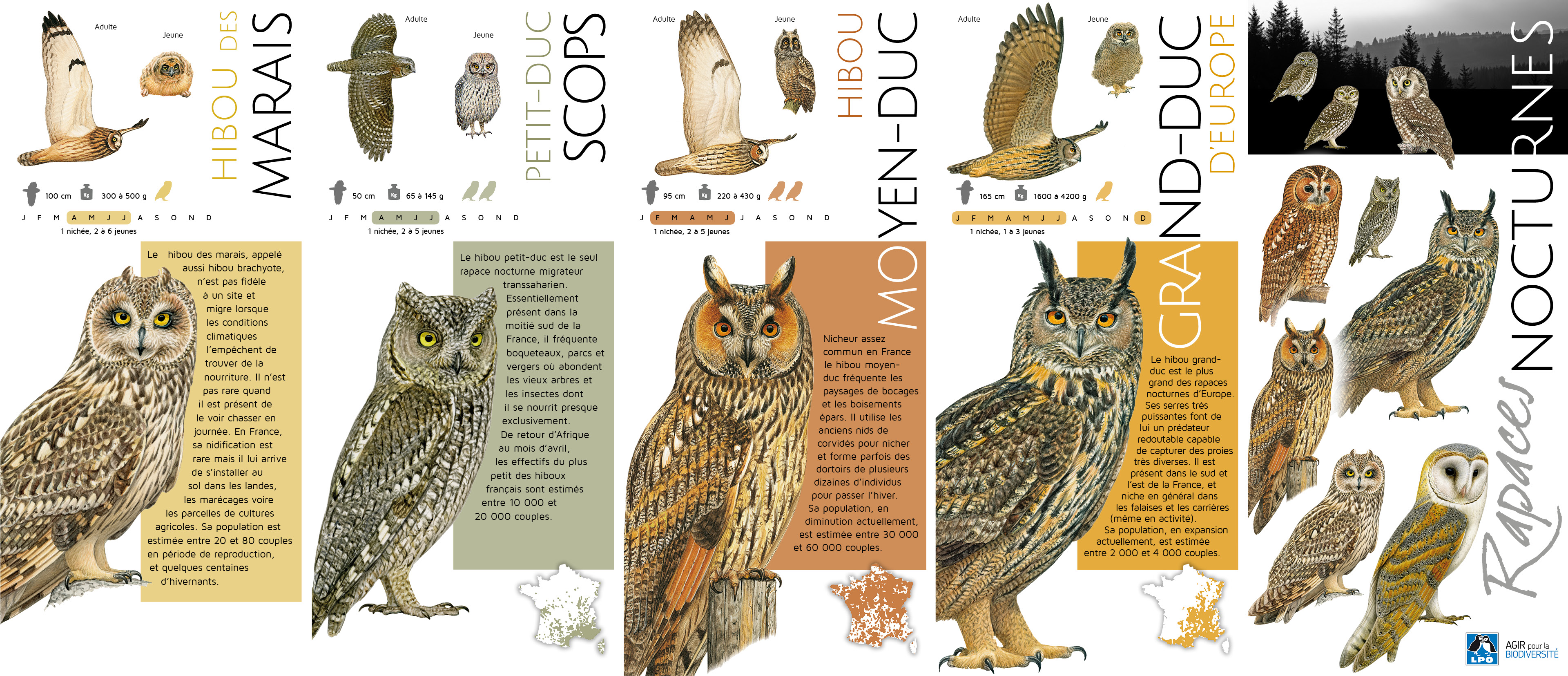 https://cdnfiles1.biolovision.net/observatoire-rapaces.lpo.fr/userfiles/EnquteRapacesNocturnes/PlaqRapnoctVF1.jpg