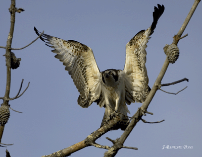 https://cdnfiles1.biolovision.net/observatoire-rapaces.lpo.fr/userfiles/photosespces/BalbuJB-Pons-2.gif