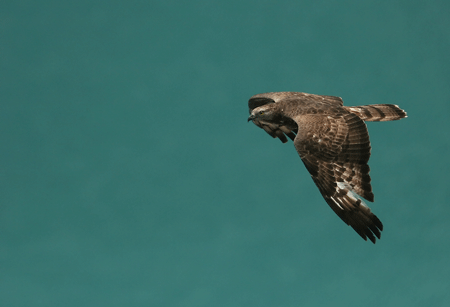 https://cdnfiles1.biolovision.net/observatoire-rapaces.lpo.fr/userfiles/photosespces/Bondre-apivoreGuy-Bourder.gif