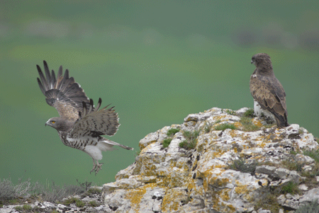 https://cdnfiles1.biolovision.net/observatoire-rapaces.lpo.fr/userfiles/photosespces/CircateBBerthemy.gif