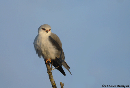 https://cdnfiles1.biolovision.net/observatoire-rapaces.lpo.fr/userfiles/photosespces/ElanionChAussaguel.gif