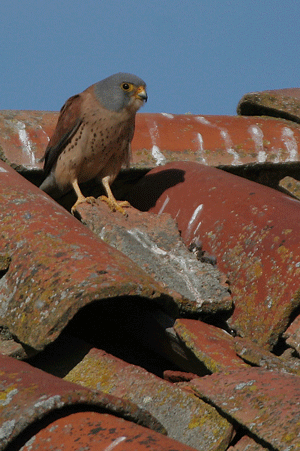 https://cdnfiles1.biolovision.net/observatoire-rapaces.lpo.fr/userfiles/photosespces/F-crcerellette-poseGilles.gif