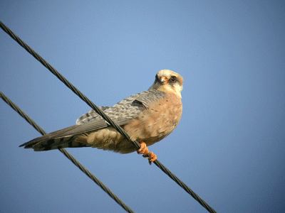 https://cdnfiles1.biolovision.net/observatoire-rapaces.lpo.fr/userfiles/photosespces/KobezFabrice-Croset.gif