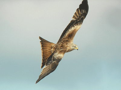 https://cdnfiles1.biolovision.net/observatoire-rapaces.lpo.fr/userfiles/photosespces/Milan-royalRRiols-1.gif