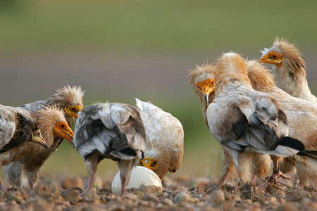 https://cdnfiles1.biolovision.net/observatoire-rapaces.lpo.fr/userfiles/photosespces/PercnoDFajardo.gif