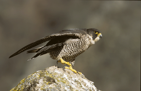 https://cdnfiles1.biolovision.net/observatoire-rapaces.lpo.fr/userfiles/photosespces/PlerinChAussaguel.gif