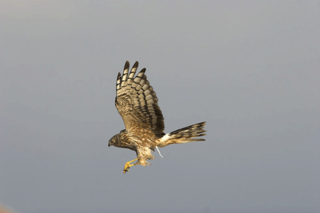 https://cdnfiles1.biolovision.net/observatoire-rapaces.lpo.fr/userfiles/photosespces/St-Martin-ChPerelle-1.gif