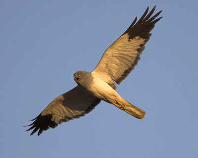 https://cdnfiles1.biolovision.net/observatoire-rapaces.lpo.fr/userfiles/photosespces/St-Martin-ChPerelle.gif