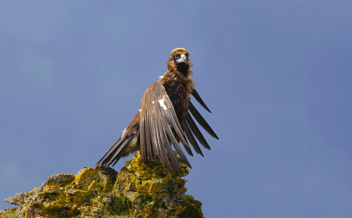 https://cdnfiles1.biolovision.net/observatoire-rapaces.lpo.fr/userfiles/photosespces/VmoineBBerthemy.gif