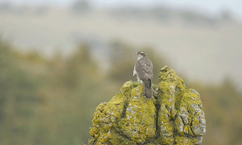 https://cdnfiles1.biolovision.net/observatoire-rapaces.lpo.fr/userfiles/photosespces/autourBrunoBerthmy.gif