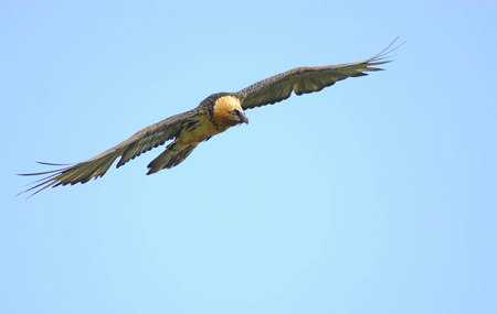 https://cdnfiles1.biolovision.net/observatoire-rapaces.lpo.fr/userfiles/photosespces/gypaetevolBrunoBerthemy.gif