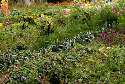 Les fleurs et plantes sauvages ont toute leur place au potager. ©Alain B. https://cdnfiles1.biolovision.net/vienne.lpo.fr/userfiles/BiodivInviterjardiner400px.jpg