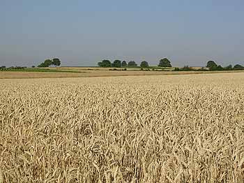 Paysage de plaine © Danièle Huteau