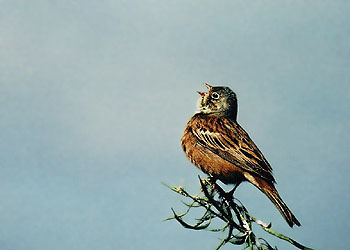 Bruant ortolan chantant © Frédéric Jiguet