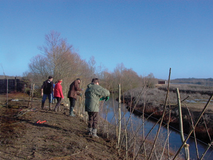 Les bénévoles de la LPO Vienne en action : chantier de plessage (tressage) de saules pour réaliser une haie à la réserve ornithologique de Saint-Cyr © Katia Lipovoï https://cdnfiles1.biolovision.net/vienne.lpo.fr/userfiles/chantier-plantation-17-janvier-2010.jpg