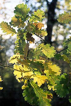 Feuilles de chêne © Michel Granger