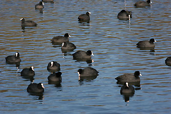 Foulques macroules © Bernard Liégeois