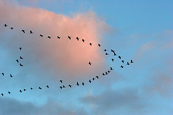 Grues cendrées en vol © Bernard Liégeois