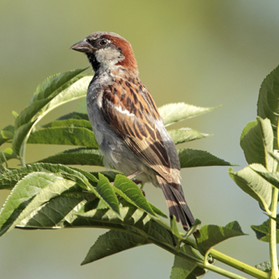 Moineau domestique ©Alain Boullah https://cdnfiles1.biolovision.net/vienne.lpo.fr/userfiles/moineaudomestiqueA.Boullah.jpg