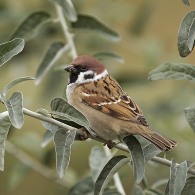 Moineau friquet ©Raphaël Bussière https://cdnfiles1.biolovision.net/vienne.lpo.fr/userfiles/moineaufriquetR.Bussire.jpg
