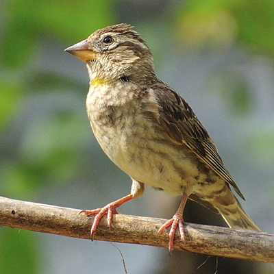 Moineau soulcie ©Sandra Opaluna https://cdnfiles1.biolovision.net/vienne.lpo.fr/userfiles/moineausoulcieS.Opaluna.jpg