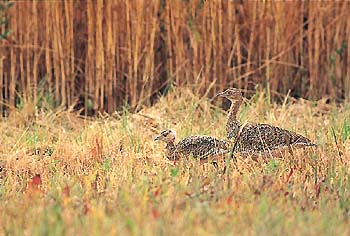 Outarde canepetière femelle avec un jeune © Patrice Choisy