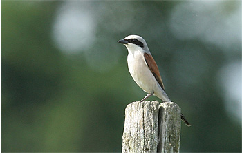 Pie-grièche écorcheur mâle © Raphaël Bussière