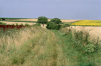 Plaine avec chemin enherbé © Didier Papot