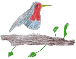 Rougegorge, dessin d'enfant