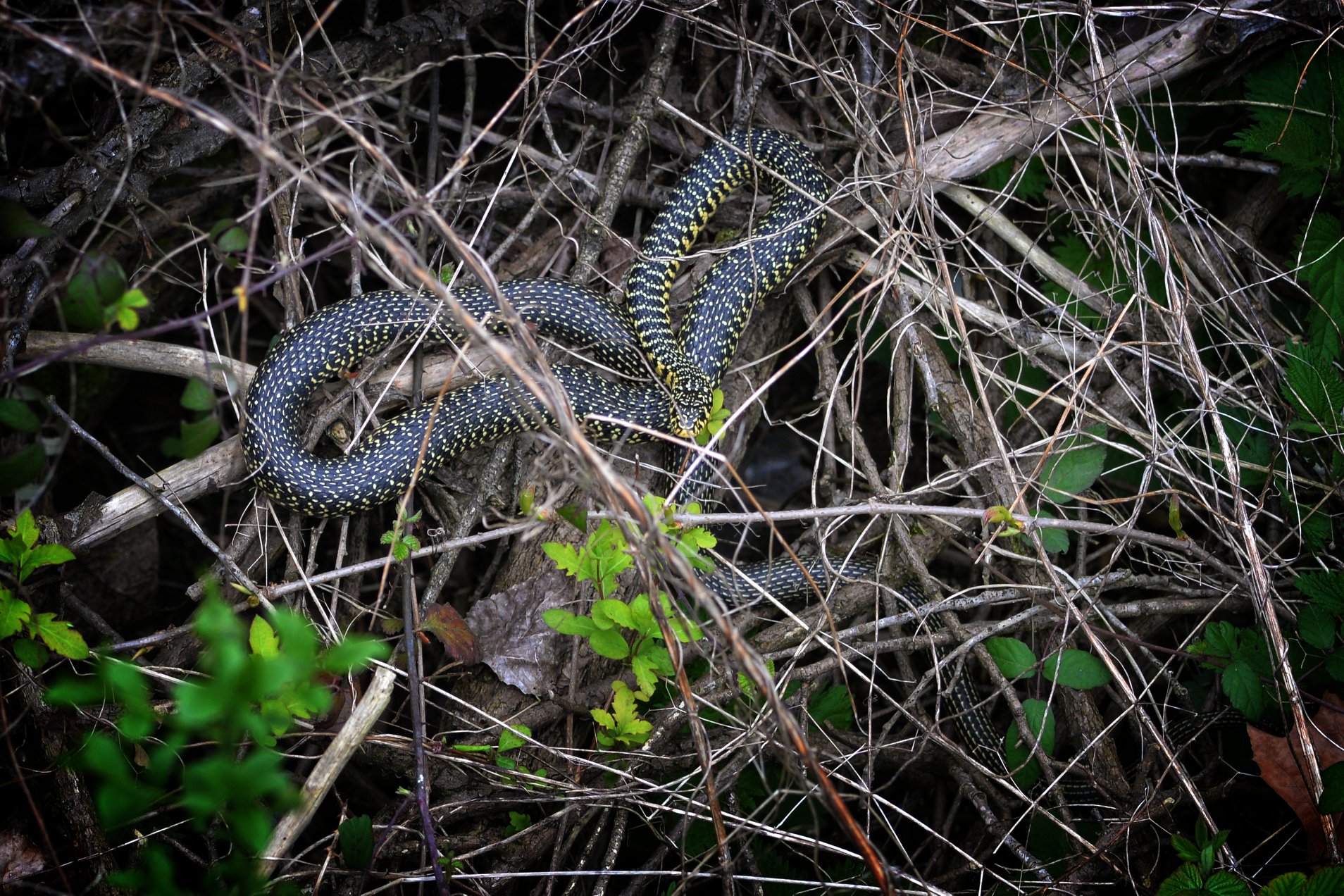 https://cdnfiles1.biolovision.net/www.faune-ain.org/userfiles/3070974816574683543419288155818453274460160o.jpg