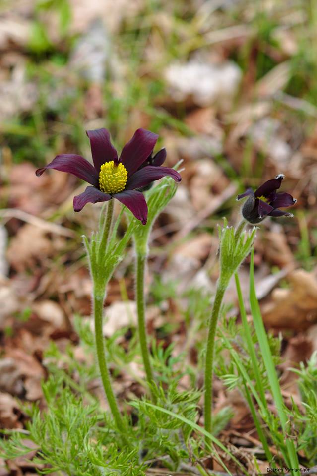https://cdnfiles1.biolovision.net/www.faune-ain.org/userfiles/3071397516576098143277821743373099992088576n.jpg