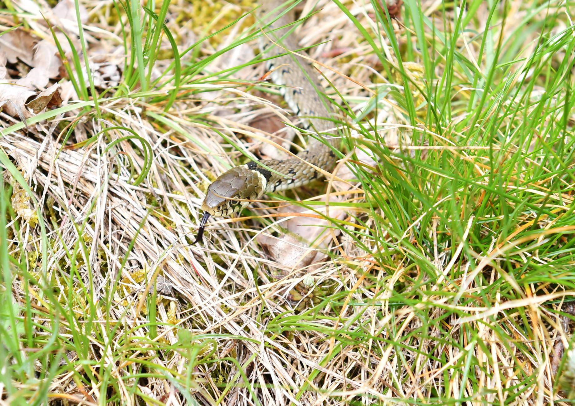 https://cdnfiles1.biolovision.net/www.faune-ain.org/userfiles/307383591657462957675801691984248600526848o.jpg