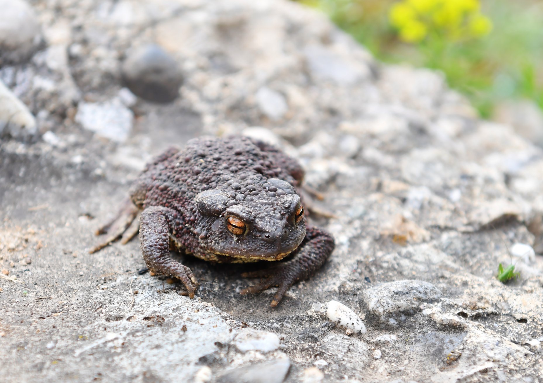https://cdnfiles1.biolovision.net/www.faune-ain.org/userfiles/3073940316574627243424915424764597900935168o.jpg