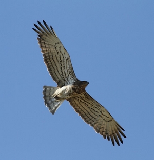 https://cdnfiles1.biolovision.net/www.faune-ain.org/userfiles/CircaconchesPCreduite.jpg