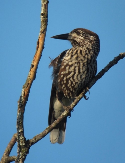 https://cdnfiles1.biolovision.net/www.faune-ain.org/userfiles/DocConches/Cassenoix.jpg