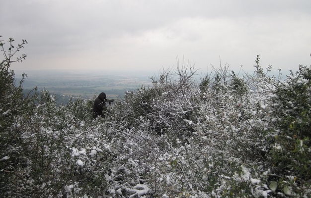https://cdnfiles1.biolovision.net/www.faune-ain.org/userfiles/DocConches/Conches-neige.jpg