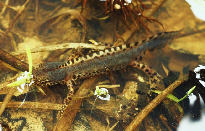 https://cdnfiles1.biolovision.net/www.faune-ain.org/userfiles/GroupeHerpeto/3.jpg