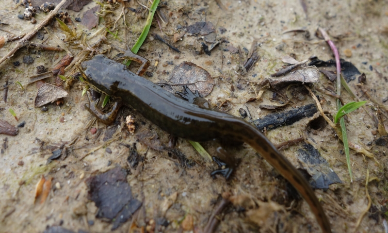 https://cdnfiles1.biolovision.net/www.faune-ain.org/userfiles/GroupeHerpeto/4.jpg