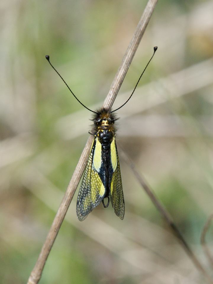 https://cdnfiles1.biolovision.net/www.faune-ain.org/userfiles/GroupeHerpeto/Photossortie/1795149313074899860064353238380823996656515n.jpg