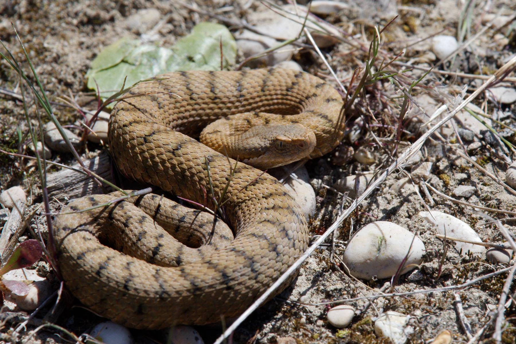 https://cdnfiles1.biolovision.net/www.faune-ain.org/userfiles/GroupeHerpeto/Photossortie/1805588913074896326731378014853626157914974o.jpg